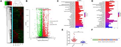 SP1-Mediated Upregulation of Long Noncoding RNA ZFAS1 Involved in Non-syndromic Cleft Lip and Palate via Inactivating WNT/β-Catenin Signaling Pathway